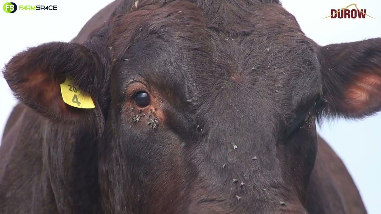 Durow Sussex en Droughtmasters 27ste Produksieveiling