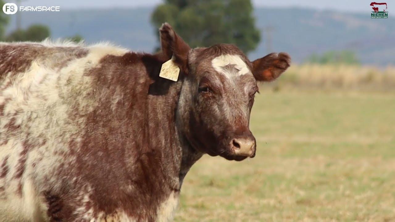 Lot 18 - NMS 20-11 op die Niemen Beef Shorthorn Veiling, 15 Oktober 2022.