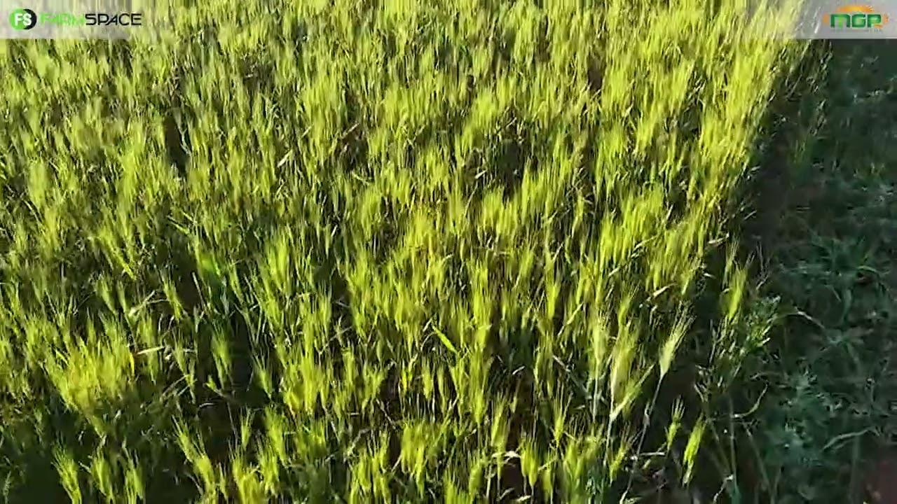 Het jy al ooit 'n onkruiddoder 'oepsie' gehad? Kyk na MaxGrowPlus se blaarvoeder!