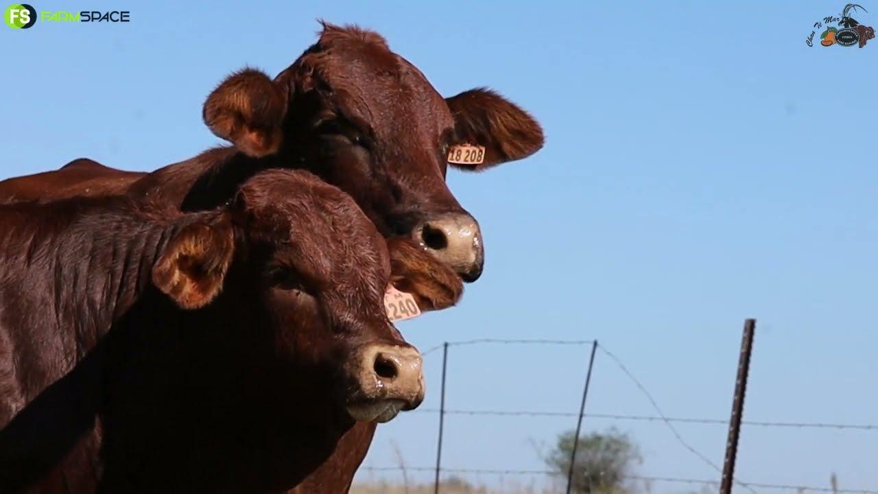 Chan Te Mar Droughtmasters bied aan CTM 18 208 sy is 'n 3-in-1 met bulkalf CTM 22 40