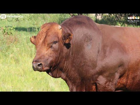 Ntaba Nyoni 3 in 1 Auction 2022 - 5 March Phala Phala Wildlife