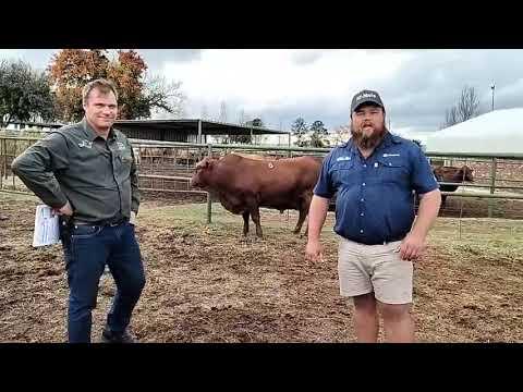 Gouwsberg Tulis Stud se produksieveiling is more.