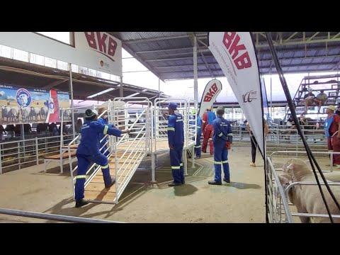 Ile de France National Auction 2023 live from Bloem Show