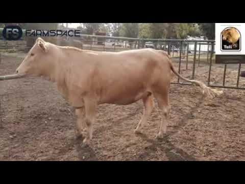 Charl v Rooyen oor die Tuli se plek in die land en belangrike eienskappe.