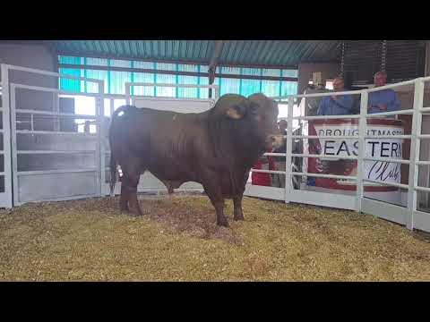 Regstreeks vanaf die Droughtmaster Eastern Club Sale se eerste veiling net buite Harrismith.