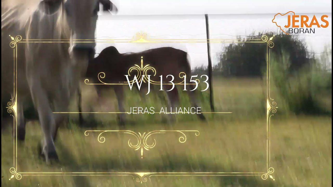 Jeras Alliance Boran Auction WJ 13 153