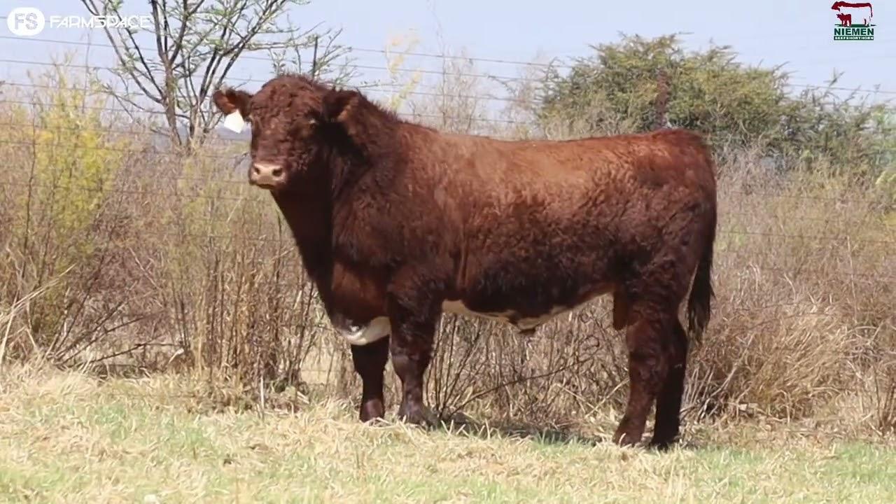 Lot 8 - NMS 20-20 op die Niemen Beef Shorthorn Veiling, 15 Oktober 2022.