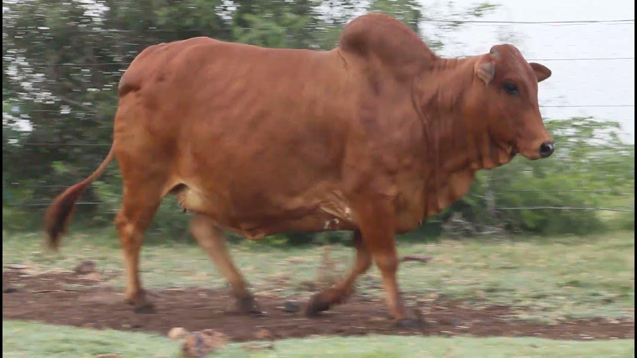 Jeras Alliance Boran Auction EM 13 106