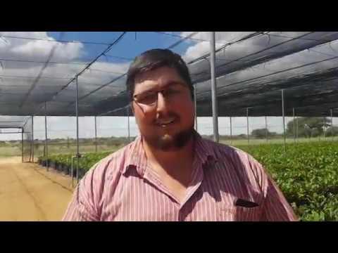 Molopo Pecans - Airpot Stelsel