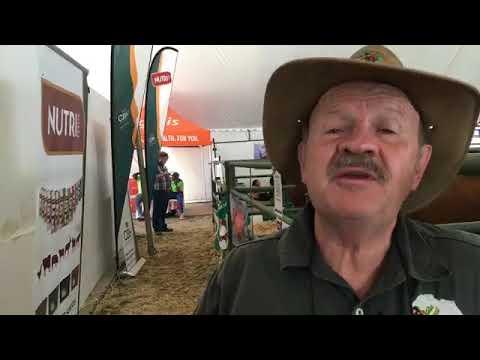 Afrikaner cattle in the future - ALFA Expo 2019