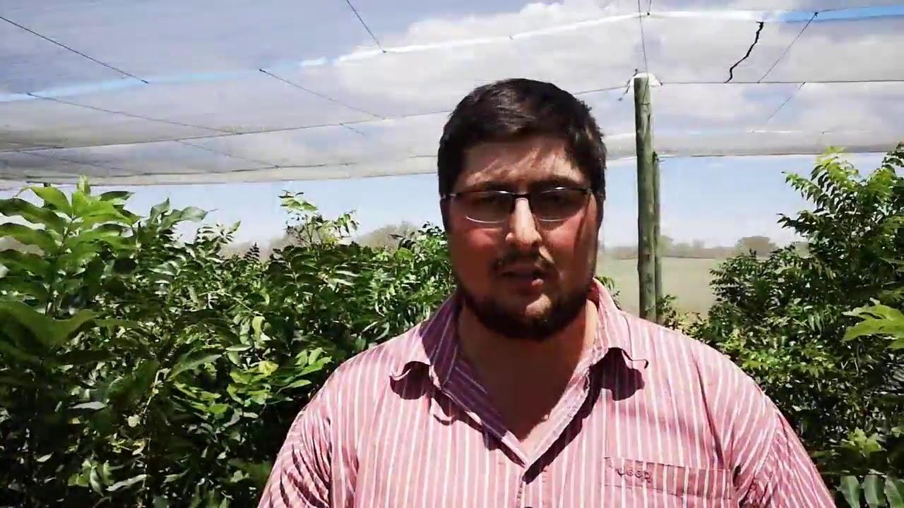 How does Molopo Pecan Nursery grow the best pecan trees?