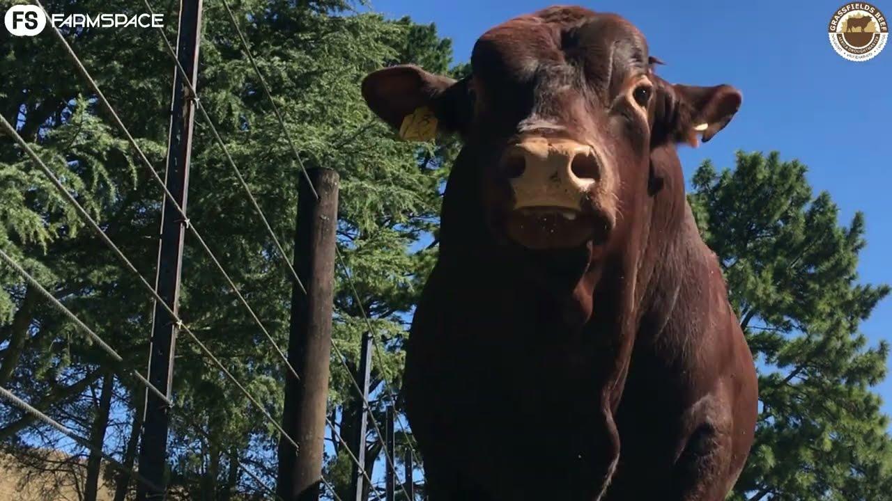 Grassfields Beef Young Droughtmaster bulls coming your way June 15th 2022