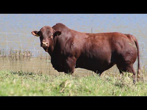 Grassfields Beef Droughtmaster Bulls Compilation - Auction 15 June 2022