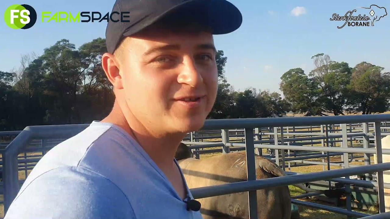 Dylan en Tinus gesels oor hulle gunstellinge voor die Sterkfontein Boran Veiling