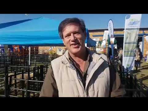 Danie v Niekerk from Virbac on sheep at Nampo 2019