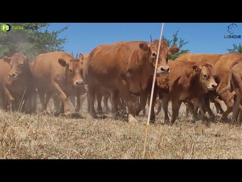 AJ du Toit van die La Rhone Limousins stoet gesels met ons oor die ras en sy plek in SA!
