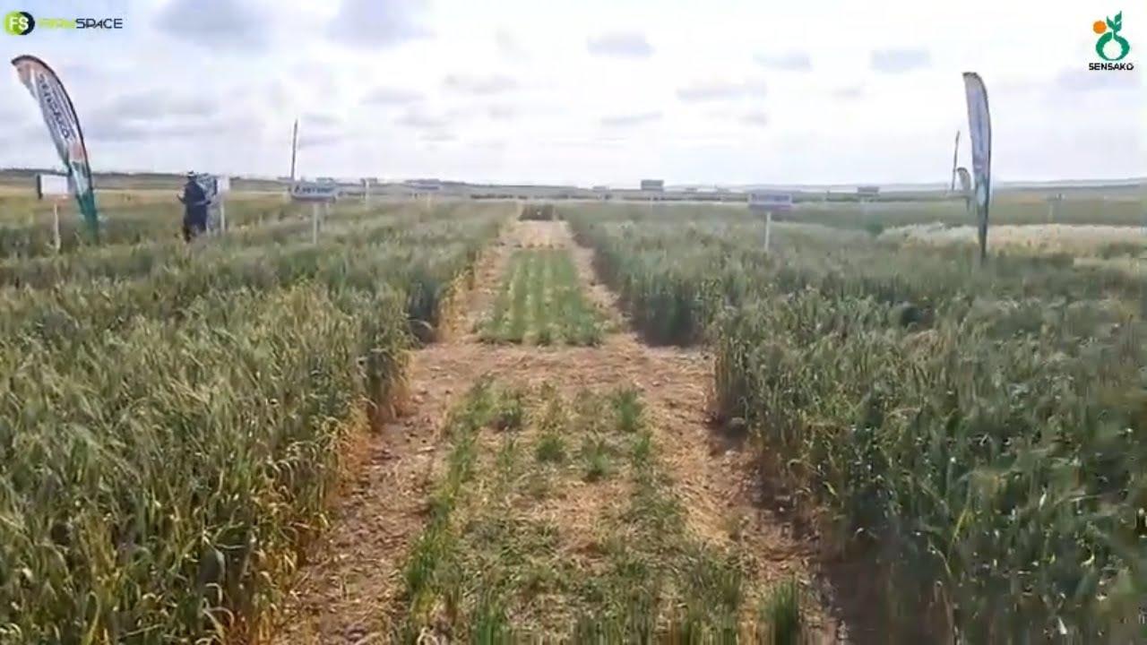 Droëland koring hier op Nampo Kaap 2022