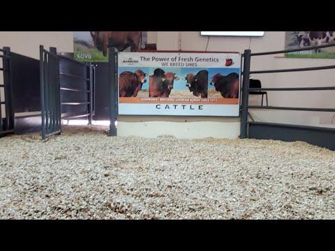 Mambushi & Friends Boran Auction  Live From Phala-Phala