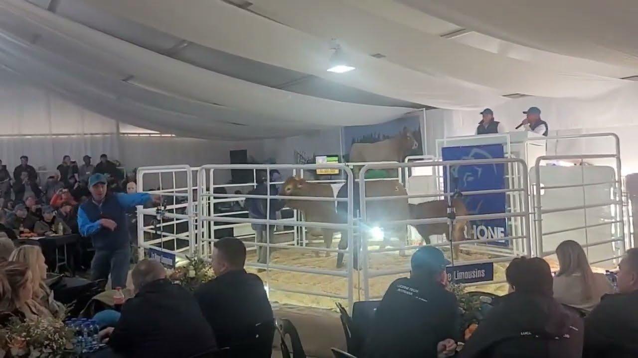 La Rhone Limousins verkoop SA Kampioenskap koei vir R1.1 miljoen