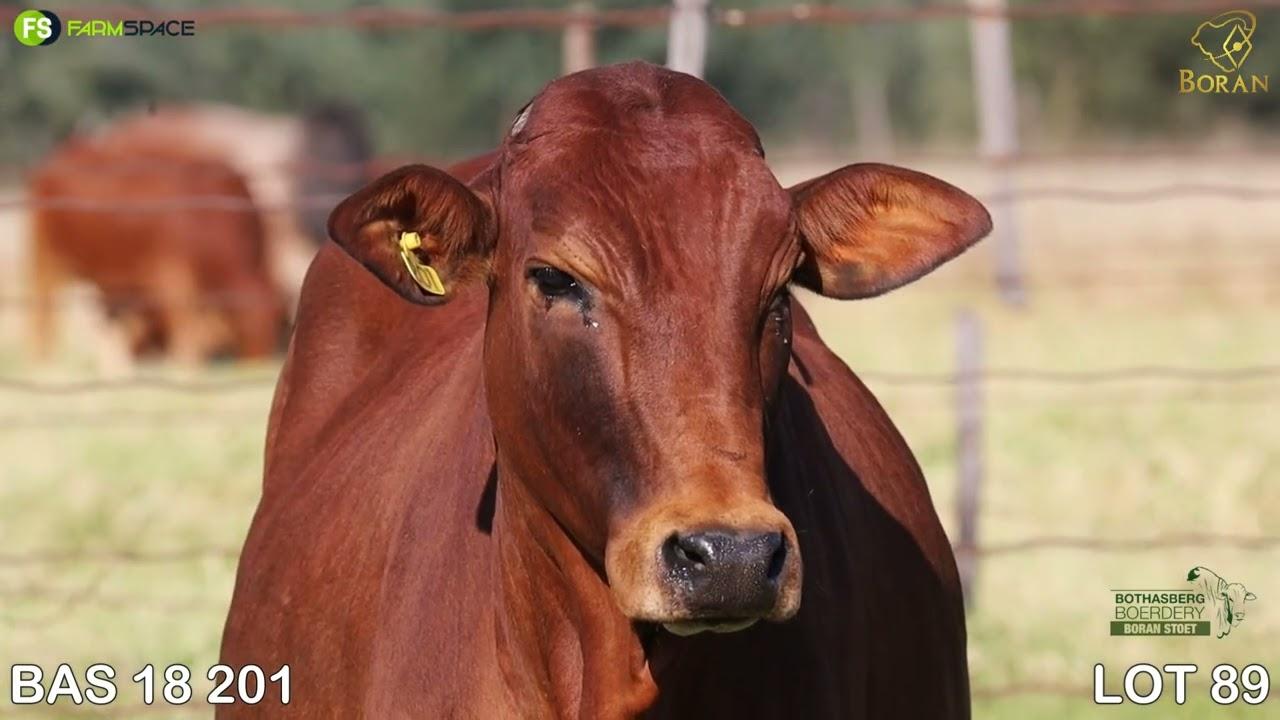 Lot 89 | BAS 180201 by Bothasberg Boran is a top cow with an exceptional bull calf.