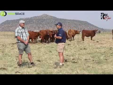 Le Roc Brangus en Brahmane hou Woensdag in die 19 Oktober 2022 veiling.