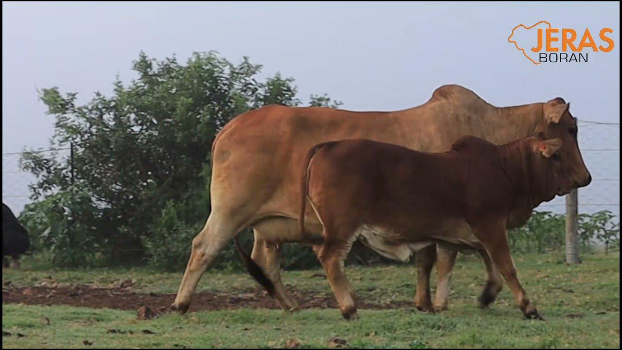 JERAS ALLIANCE BORAN AUCTION WG 14 95