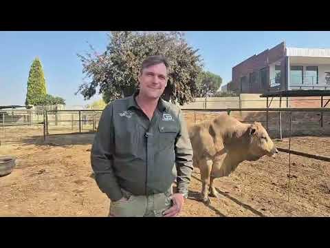 Gouwsberg Tulis Stud se Werner Gouws gesels voor sy veiling wat vandag plaasvind.