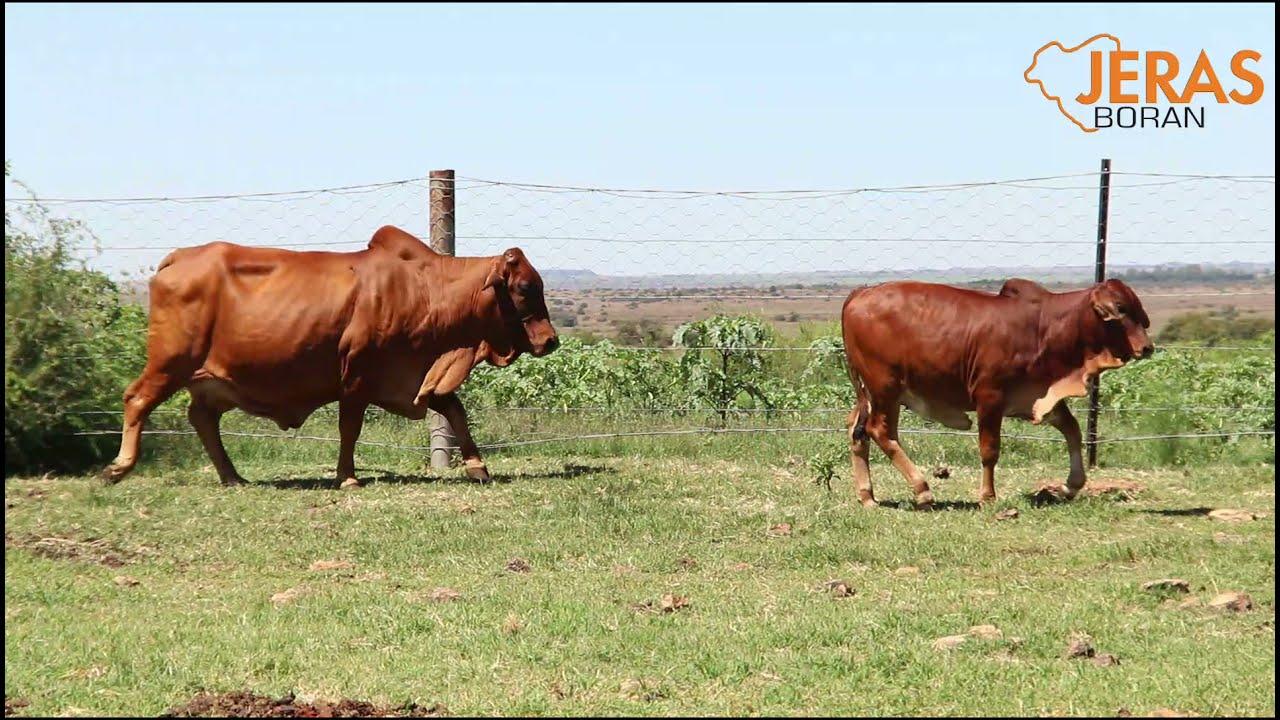 Jeras Alliance Boran Auction WJ 12 47