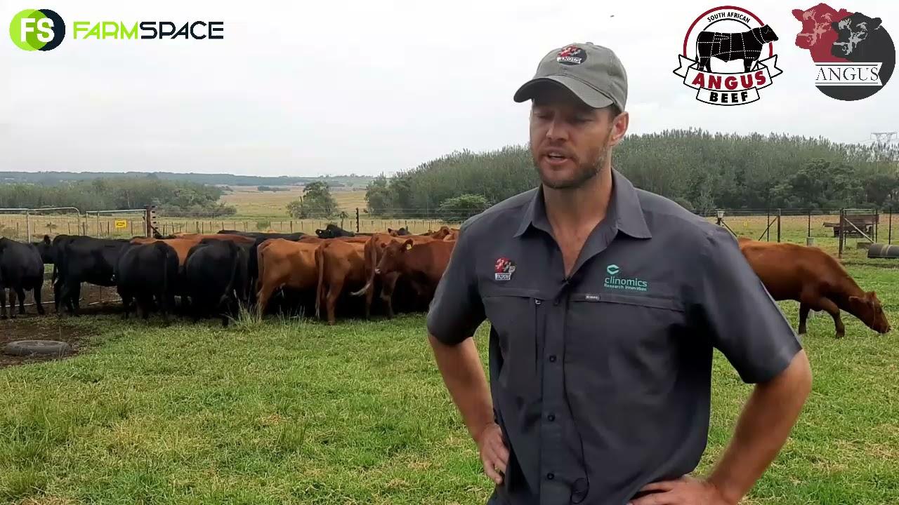 Danie Dames on what makes the Angus Breed so special.