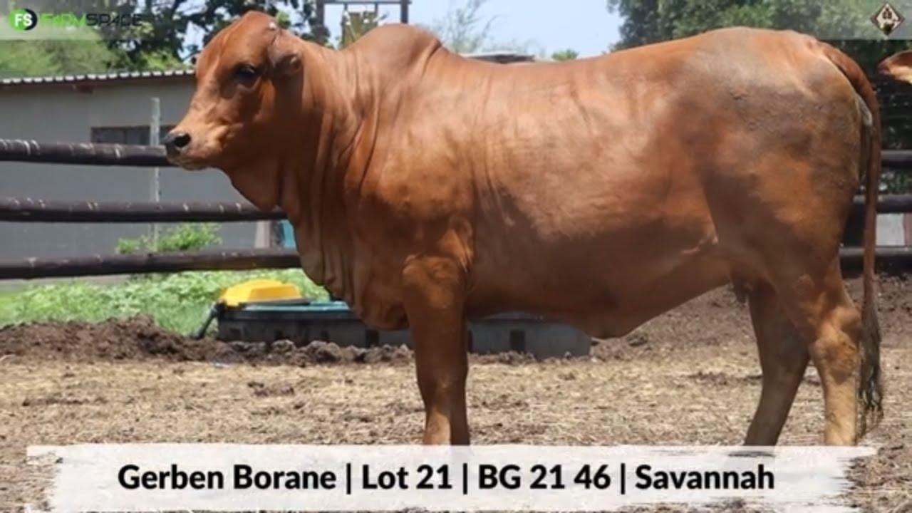 Gerben Borane | Lot 21 | BG 21 - 46 Savannah | Sterkfontein Borane Veiling