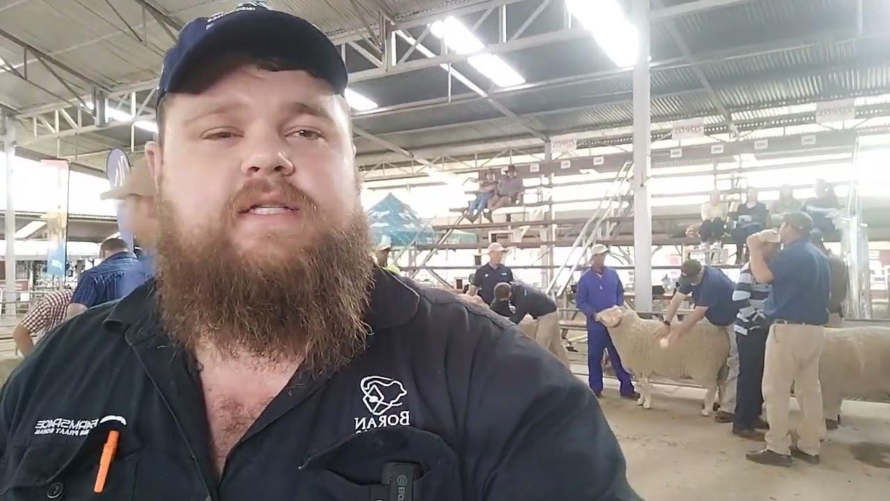 Vrystaat Merino Kampioen Ram word 18h00 vanaand aangekondig.