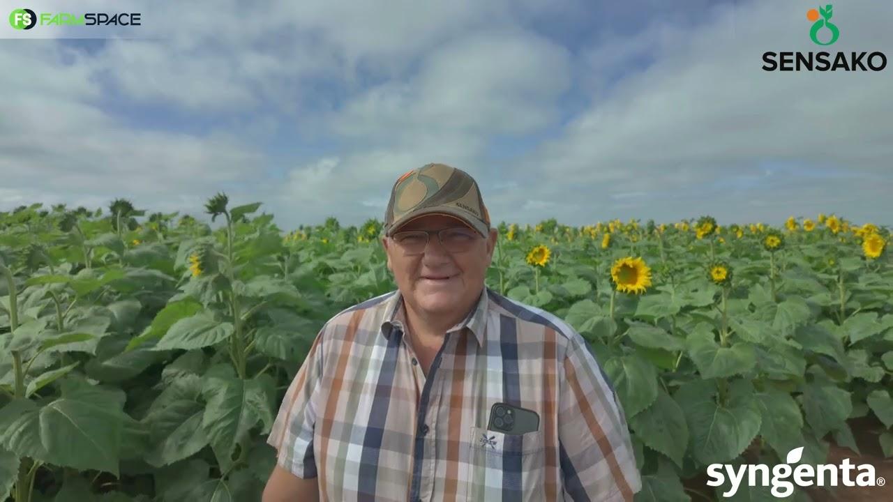 Hoe het Sensako olie premies binne-in sonneblomme gesit?