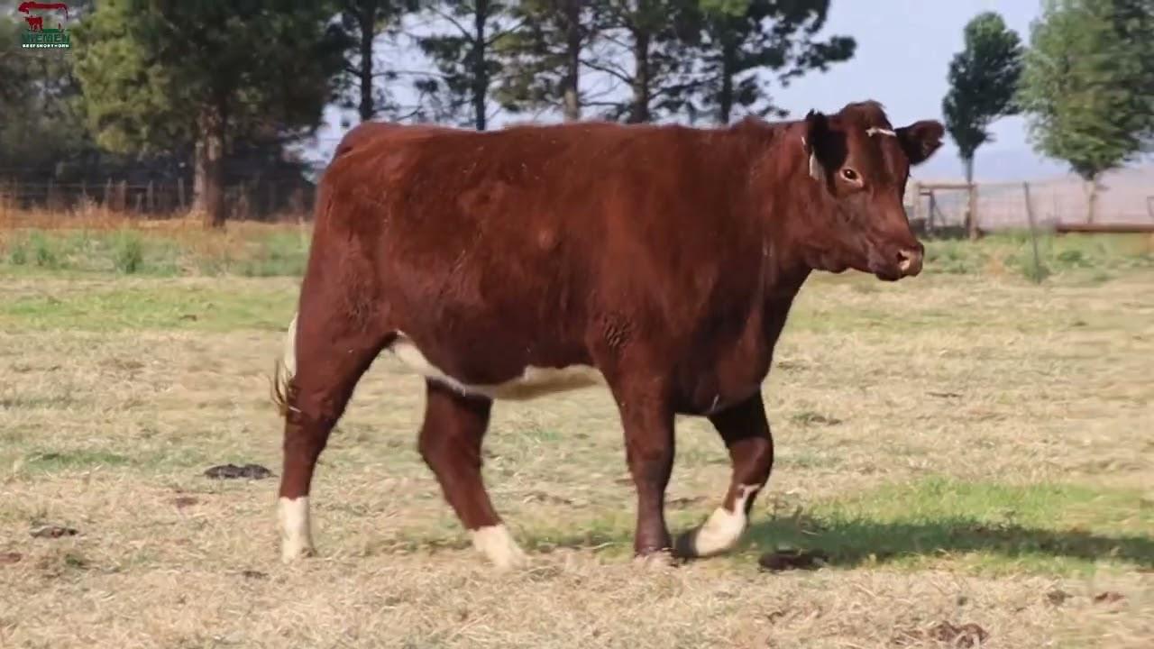 Lot 21 - NMS 20-115 op die Niemen Beef Shorthorn Veiling, 15 Oktober 2022.
