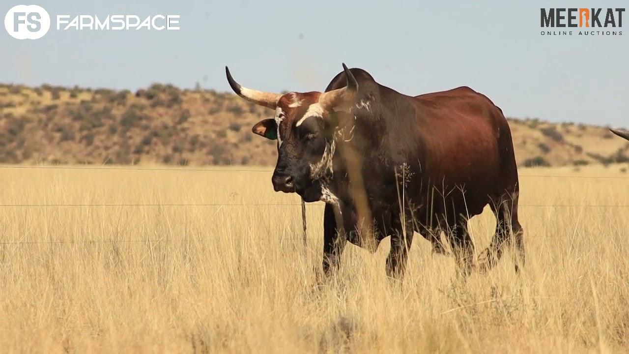 Reagner Nguni Group Presents TV 17 5231 - Lot 14