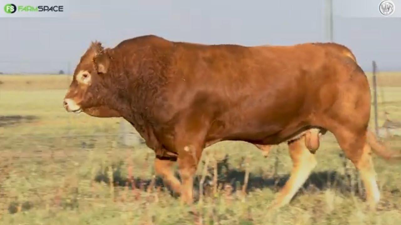 Dante Deo Limousins Proudly presents Lot 47 | DD20 15 on 15 June 2024.