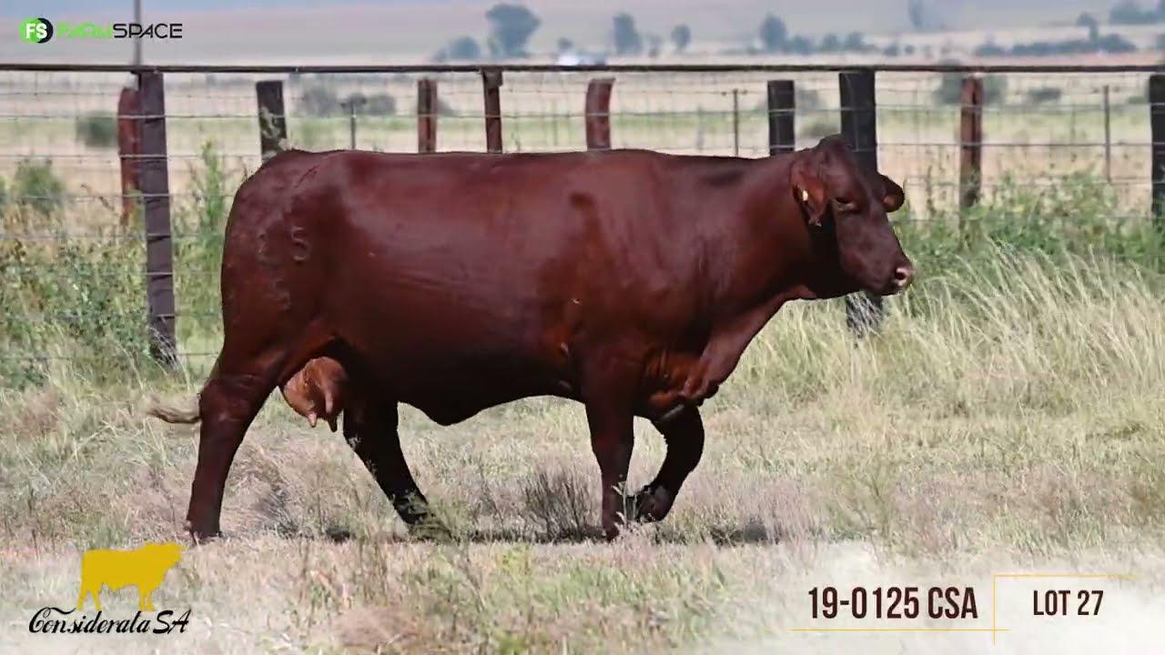 Considerata SA proudly offers lot 27 on 11th April at Parys Afridome.