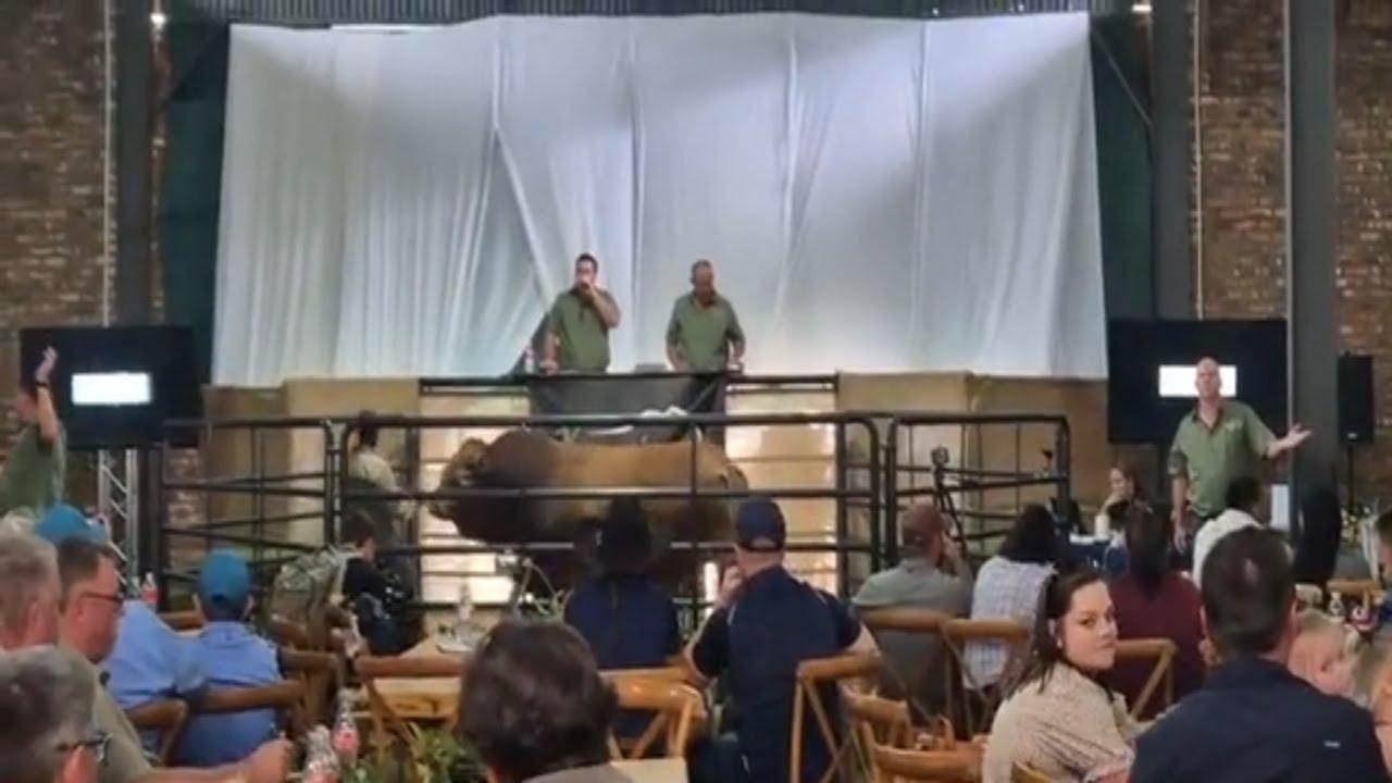Lot number 7 sells for R440 000 at the Xourel Limousins auction 2024.
