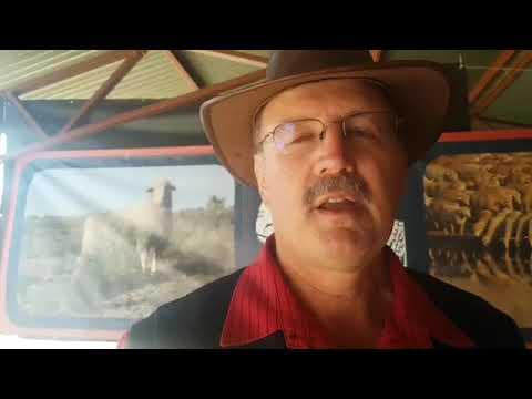 Vleismerino op Nampo