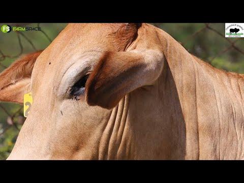 Olifantsklip Boran presents CP20-15, two months in calf to MIDNIGHT