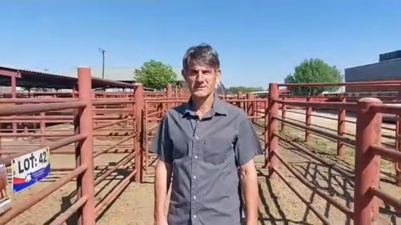Eddie Thronburn van True Beefmasters vertel ons hoekom hy oorgeskuif het na die Beefmaster toe.