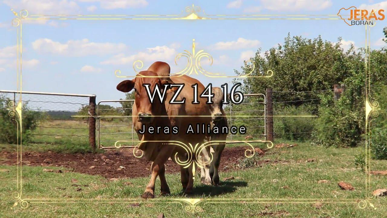 Jeras Alliance Boran Auction WZ 14 16
