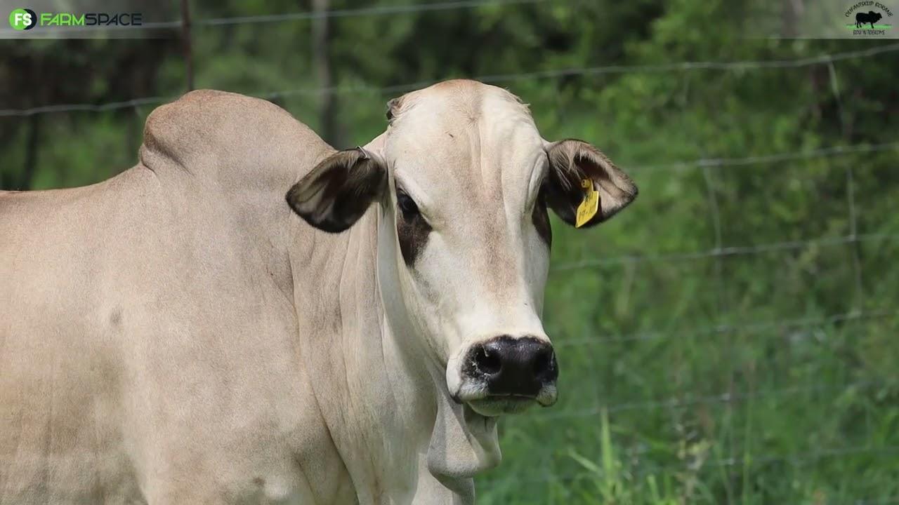Olifantsklip Game Farm and Boran Stud  | BH 19 109 | Ntaba Nyoni Auction | 2 March 2024