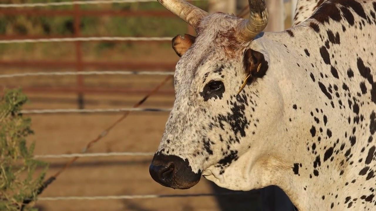 Lot 50 | Q 15-18 | Qhina Ngunis by die Nguni Regainer Veiling op 12 Oktober 2023