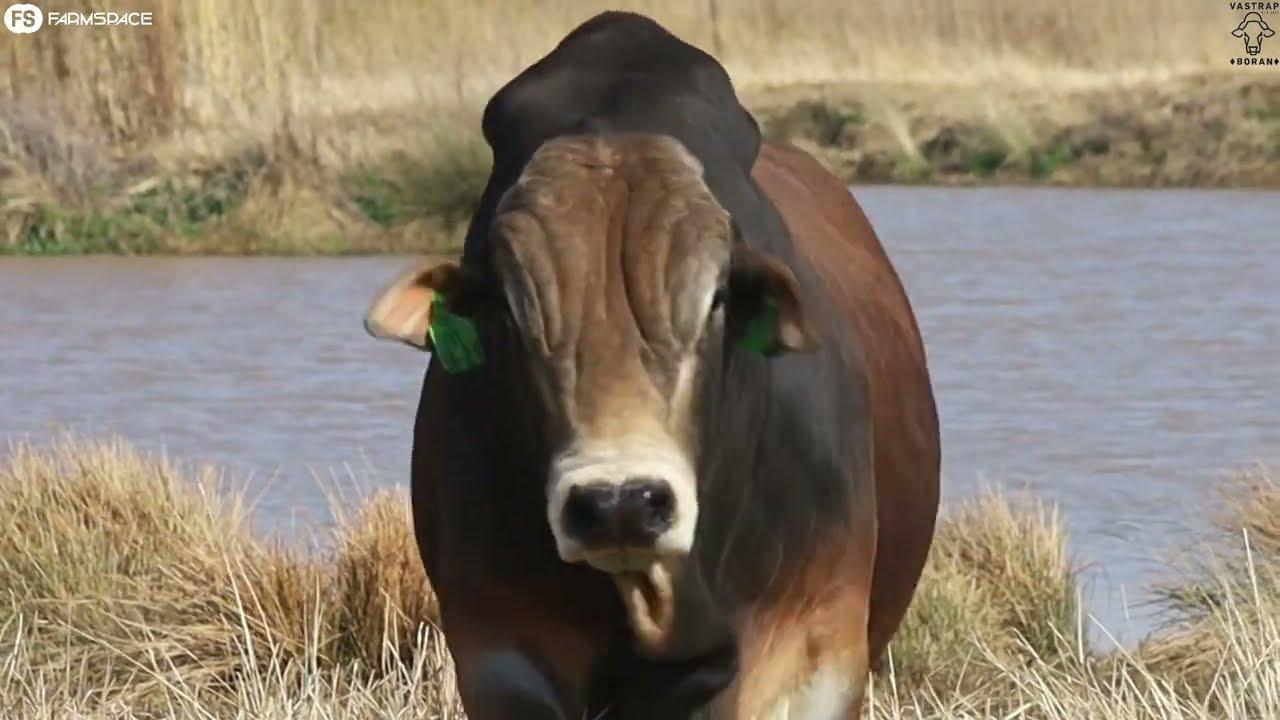 Don't miss out on quality genetics & proven bulls at the 2022 Vastrap Auction