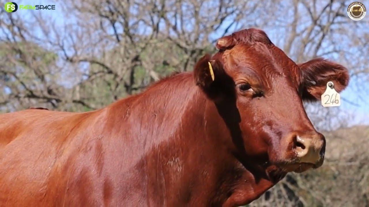 Lot 101 | GRB 16-0080, TKP370, pregnant from Grassfields Beef