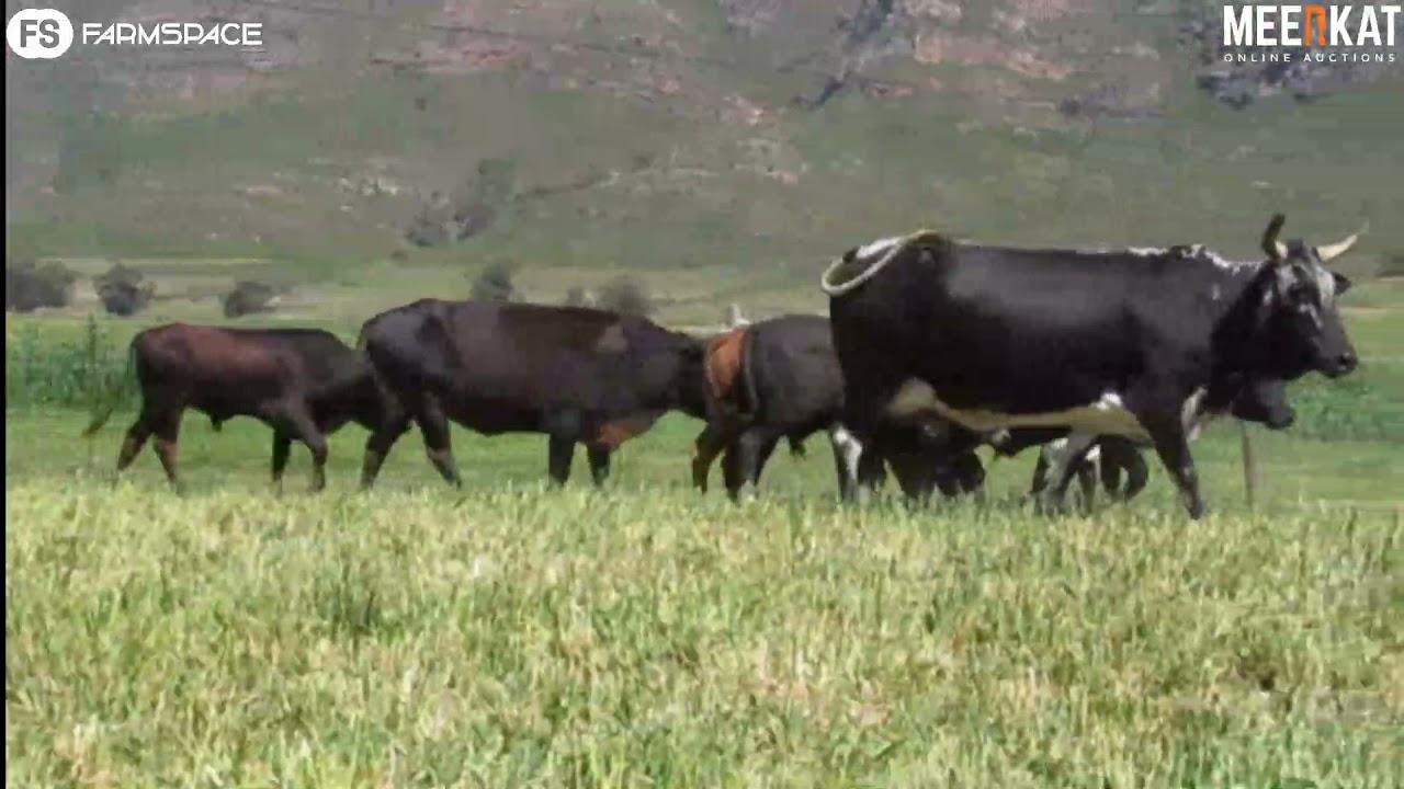 Regainer Nguni Auction Presents - Lot 47 (Commercial)