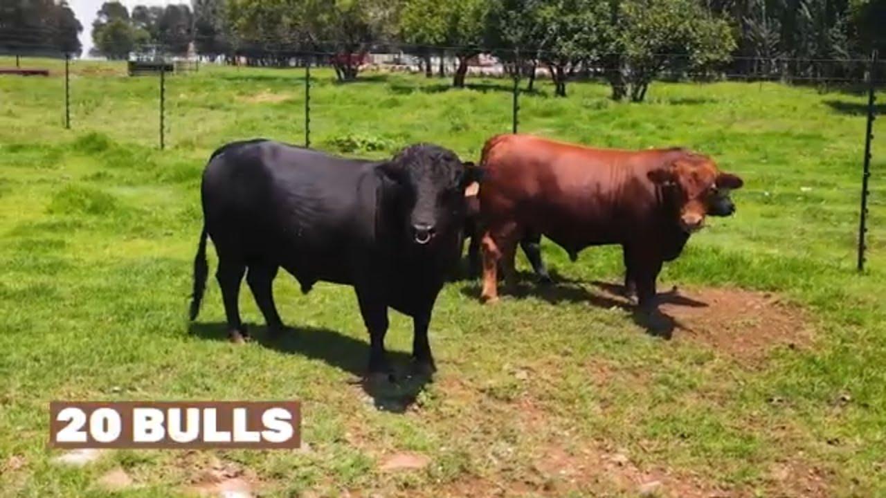 Die Davis Dexters Genetic Auction vind plaas 14 Februarie 2026 by Fire & Wine Pretoria!