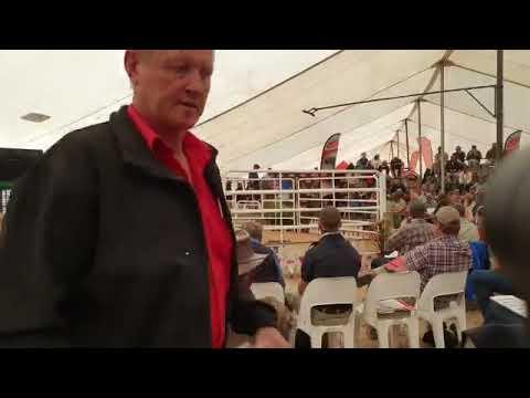 Brangus National Auction 2020 LIVE