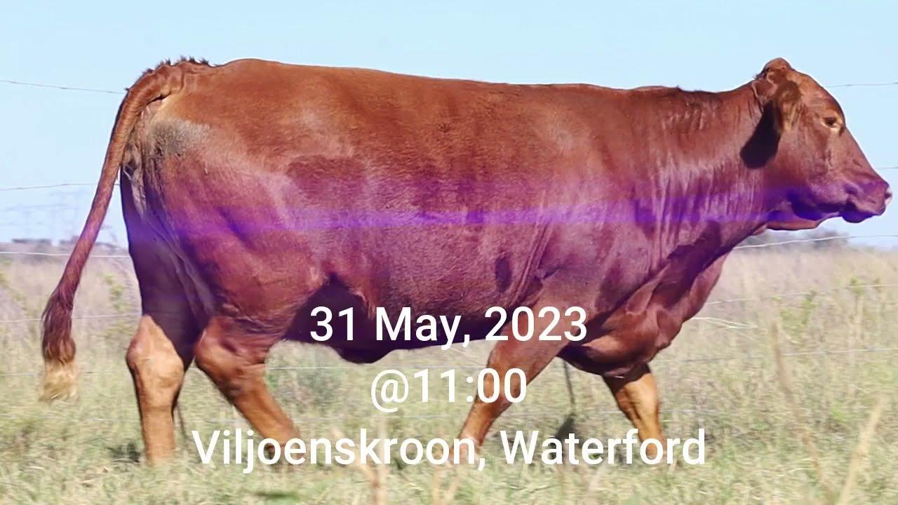 OW 15 12 word aangebied as 'n 3-in-1 by die jaar se Waterford & Chan-Te-Mar Veiling 31 Mei 2023