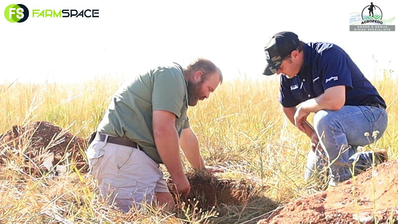 Martin Harris and Tinus are looking at the grass and soil in a strip grazing system